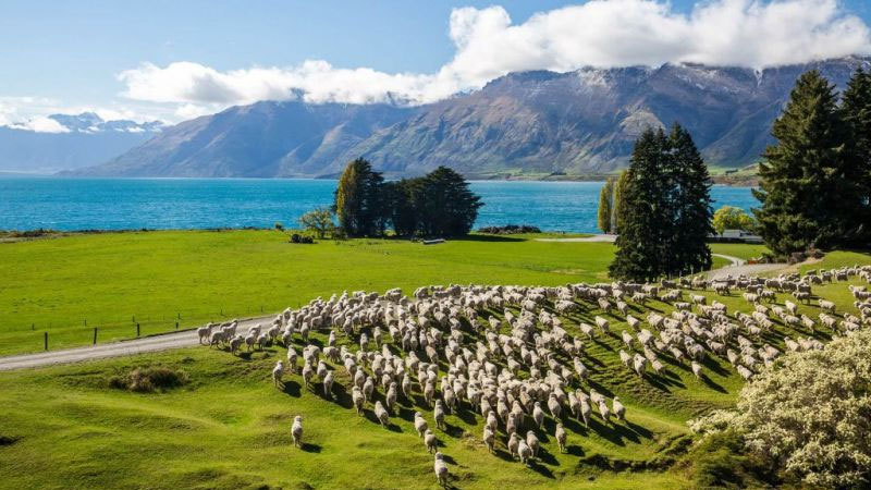 New Zealand, thiên đường ẩm thực xanh của thế giới